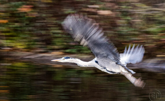 Oiseaux en plein vol_03