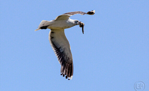 Oiseaux en plein vol_04