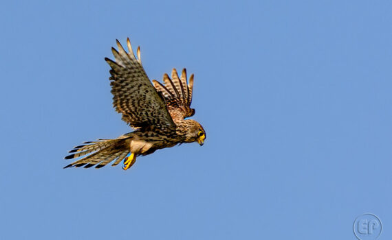 Oiseaux en plein vol_05