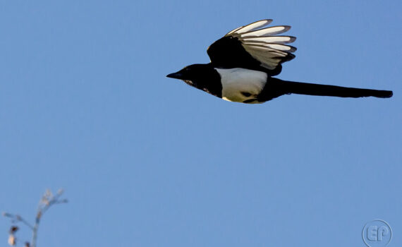 Oiseaux en plein vol_06