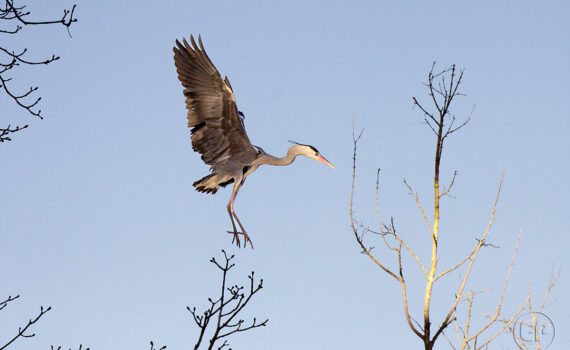 Oiseaux en plein vol_07