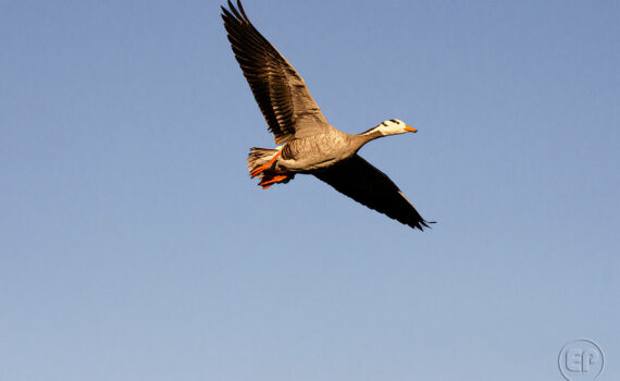 Oiseaux en plein vol_08