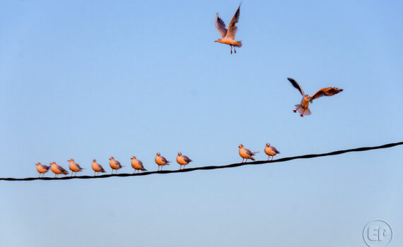 Oiseaux en plein vol_09