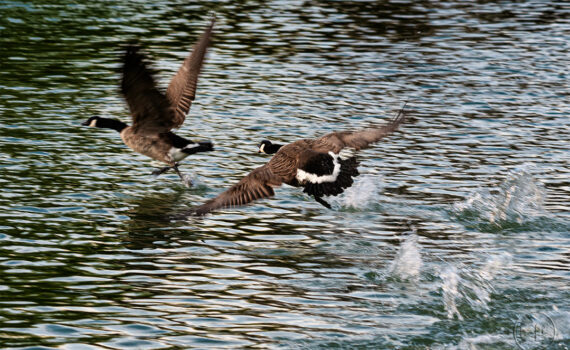 Oiseaux en plein vol_10