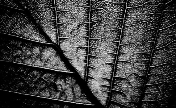 Feuille 07