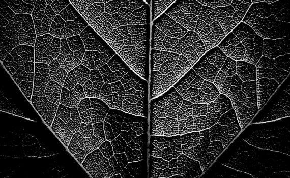 Feuille 08