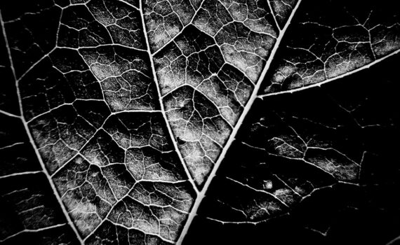 Feuille 09