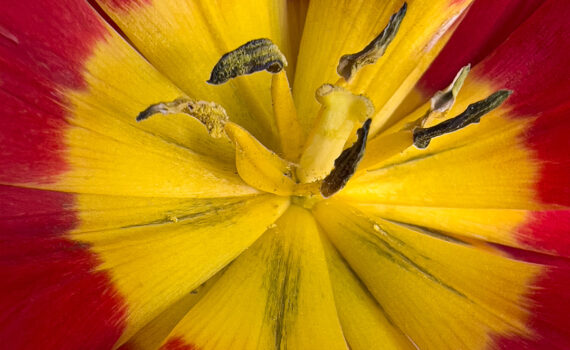 Fleurs_Tulipe_02