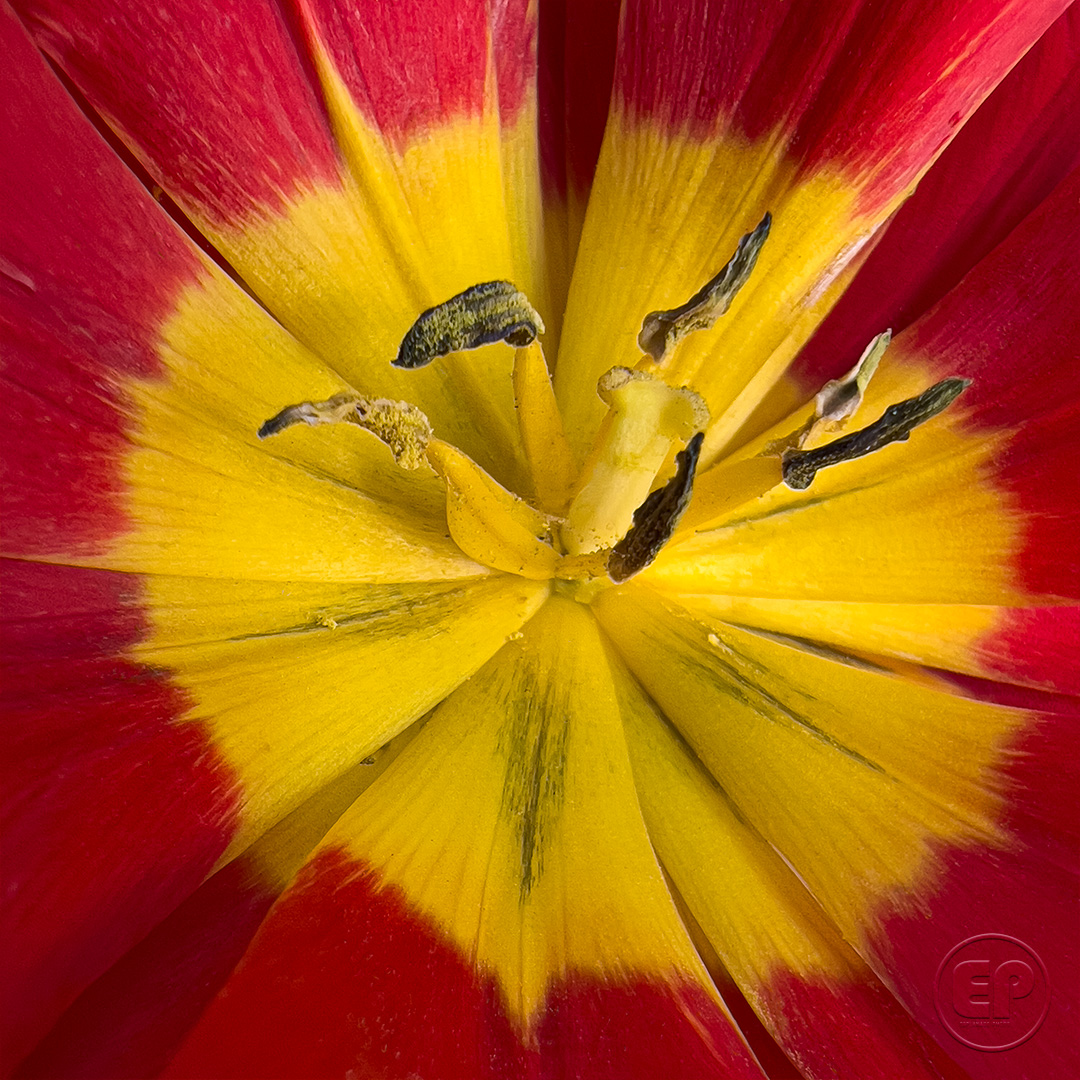 Fleurs_Tulipe_02