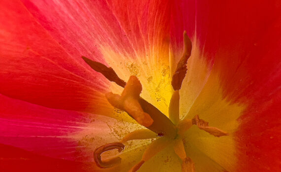 Fleurs_Tulipe_03