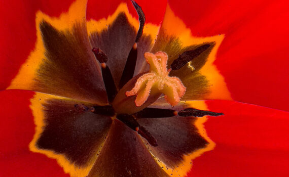 Fleurs_Tulipe_04