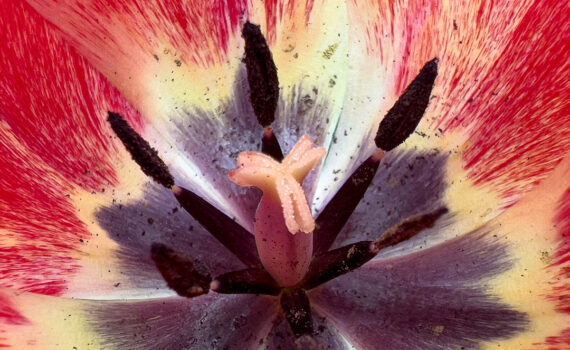 Fleurs_Tulipe_05