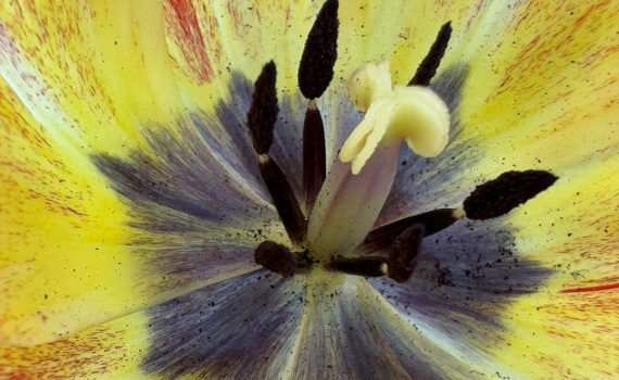 Fleurs_Tulipe_06