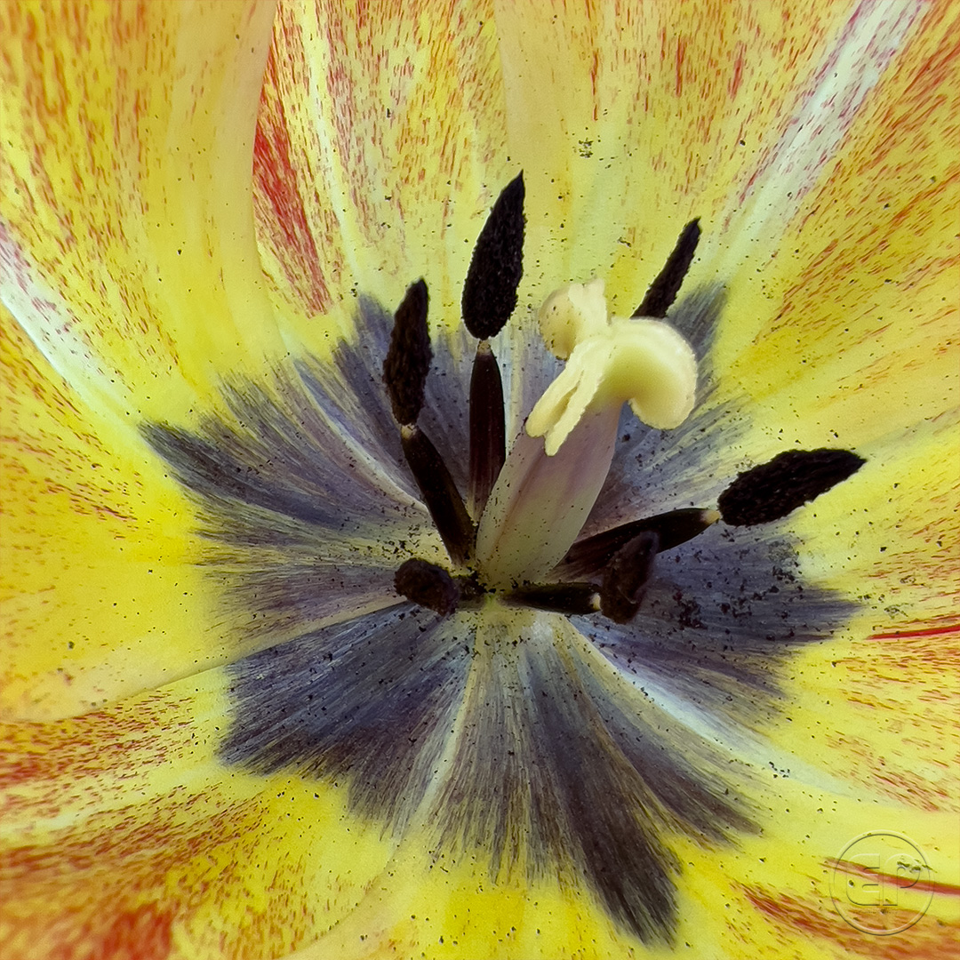 Fleurs_Tulipe_06