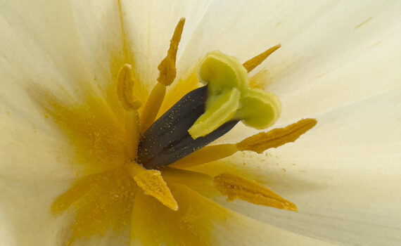 Fleurs_Tulipe_07