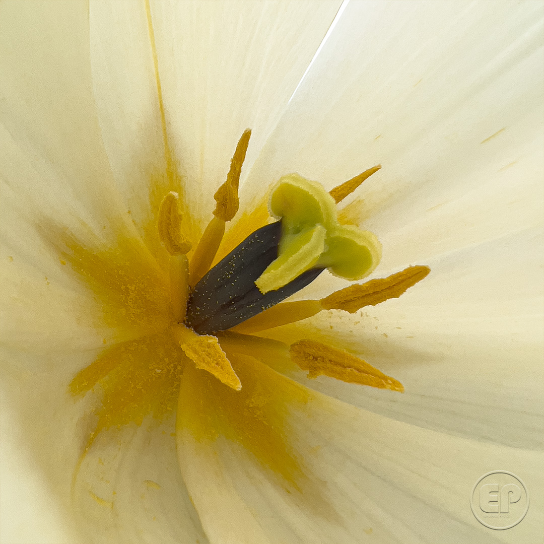 Fleurs_Tulipe_07