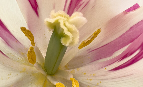 Fleurs_Tulipe_08