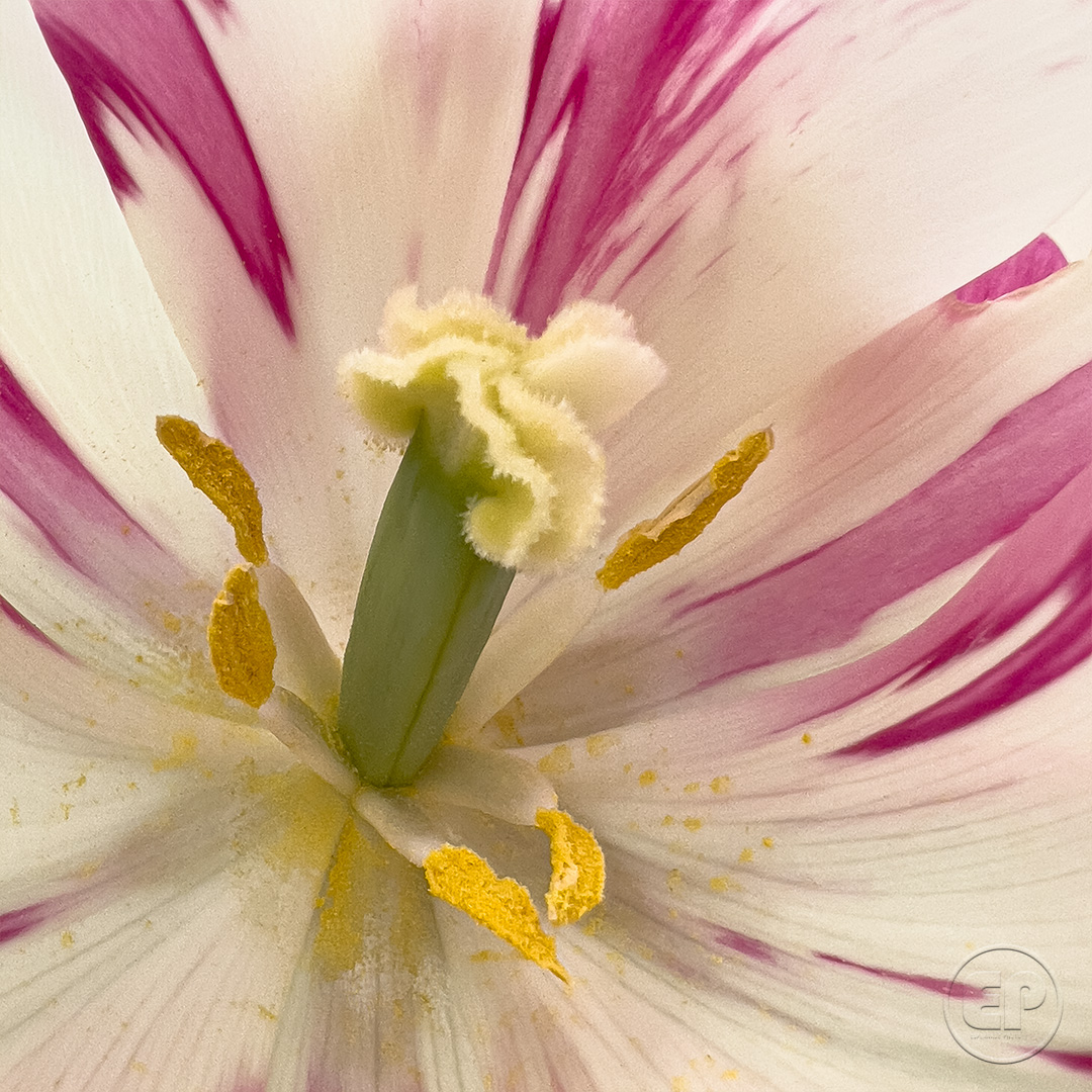 Fleurs_Tulipe_08