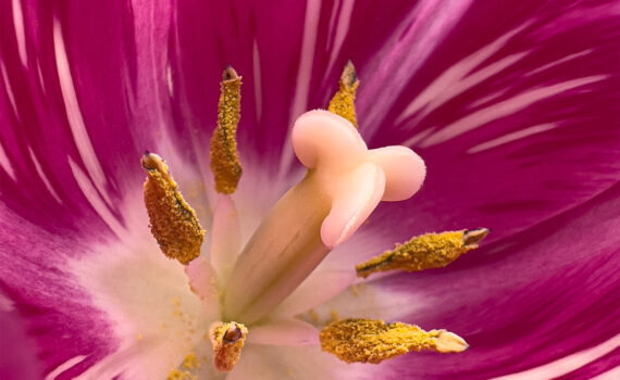 Fleurs_Tulipe_09