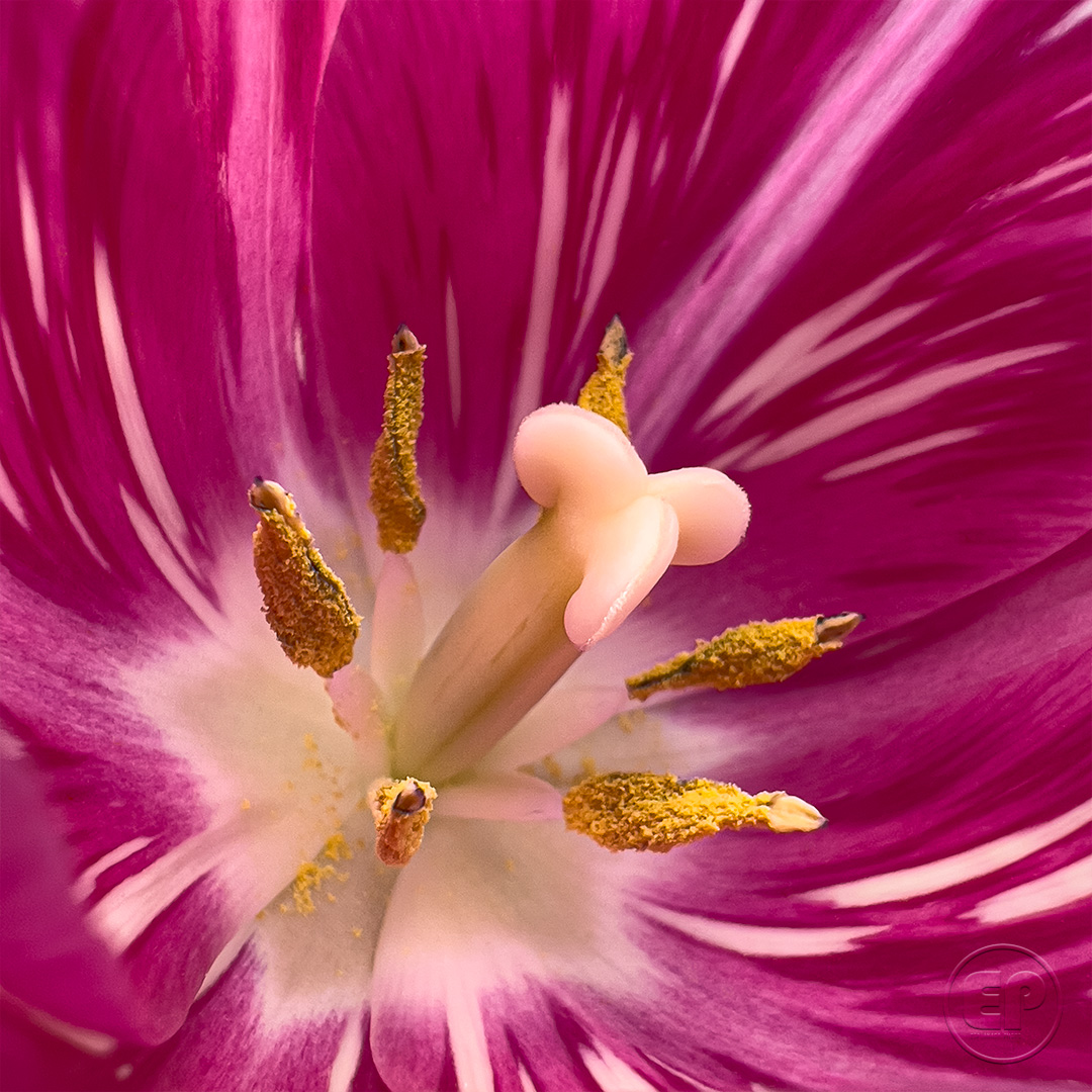 Fleurs_Tulipe_09