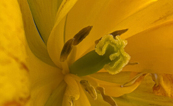 Fleurs_Tulipe_10