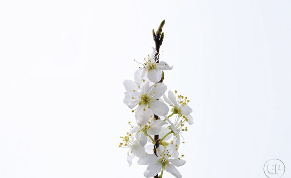 Silence ça pousse c'est le printemps à Courbevoie 01