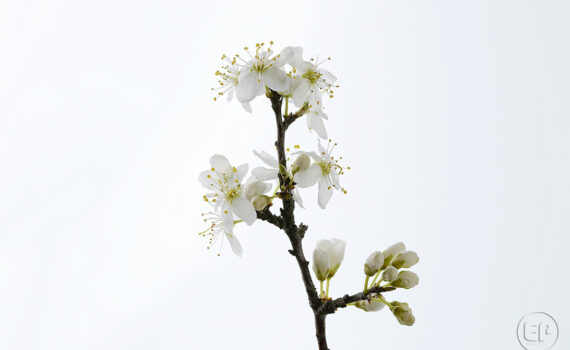 Silence ça pousse c'est le printemps à Courbevoie 02