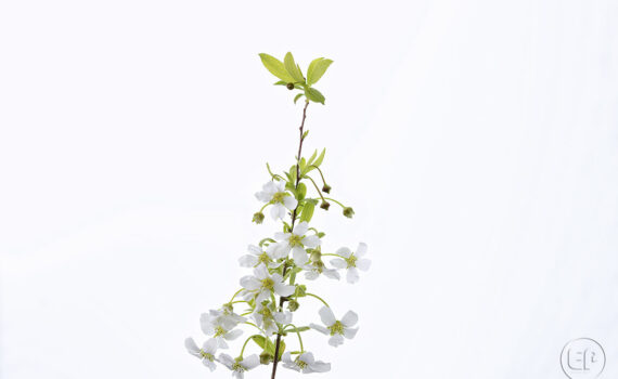 Silence ça pousse c'est le printemps à Courbevoie 03