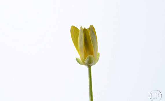 Silence ça pousse c'est le printemps à Courbevoie 05