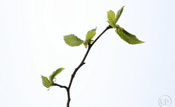 Silence ça pousse c'est le printemps à Courbevoie 07