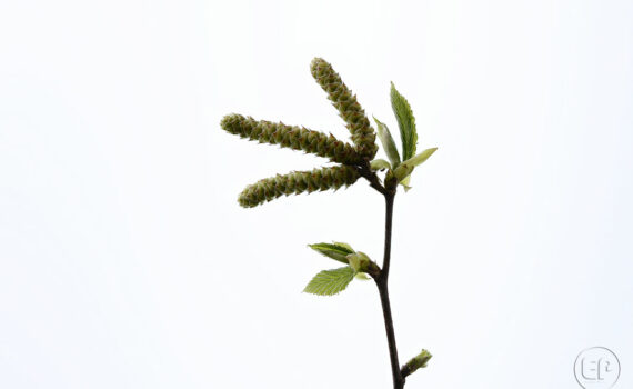 Silence ça pousse c'est le printemps à Courbevoie 09