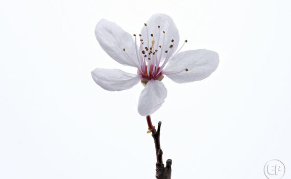 Silence ça pousse c'est le printemps à Courbevoie 10