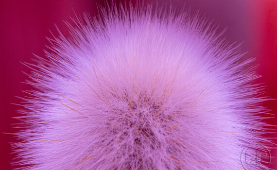 ATTENTION ÇA PIQUE Cactus en infrarouge 02