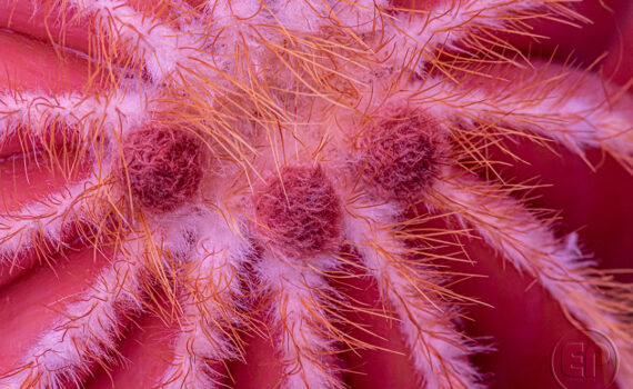 ATTENTION ÇA PIQUE Cactus en infrarouge 04