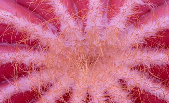 ATTENTION ÇA PIQUE Cactus en infrarouge 06