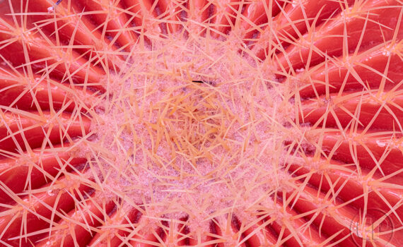 ATTENTION ÇA PIQUE Cactus en infrarouge 07