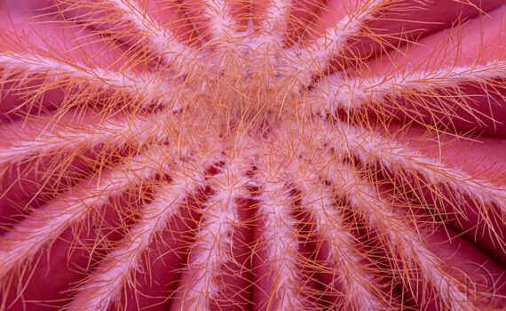 ATTENTION ÇA PIQUE Cactus en infrarouge 08