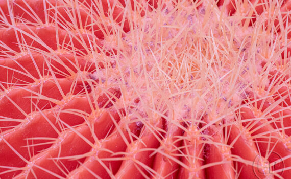 ATTENTION ÇA PIQUE Cactus en infrarouge 10