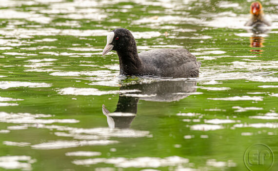 C'EST LE PRINTEMPS Au Bois de Boulogne 01