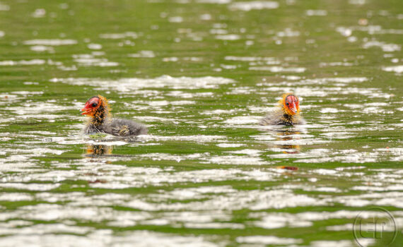C'EST LE PRINTEMPS Au Bois de Boulogne 02