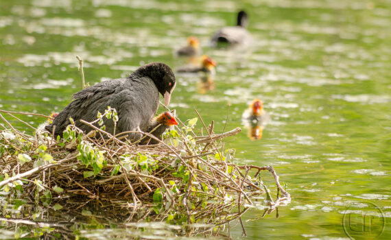 C'EST LE PRINTEMPS Au Bois de Boulogne 03