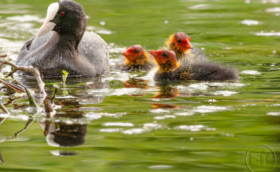 C'EST LE PRINTEMPS Au Bois de Boulogne 04
