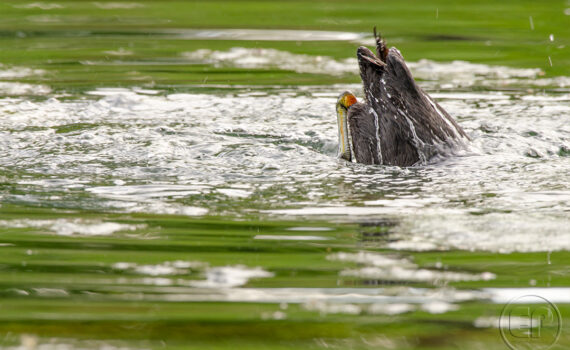 C'EST LE PRINTEMPS Au Bois de Boulogne 05