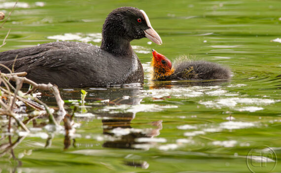 C'EST LE PRINTEMPS Au Bois de Boulogne 06