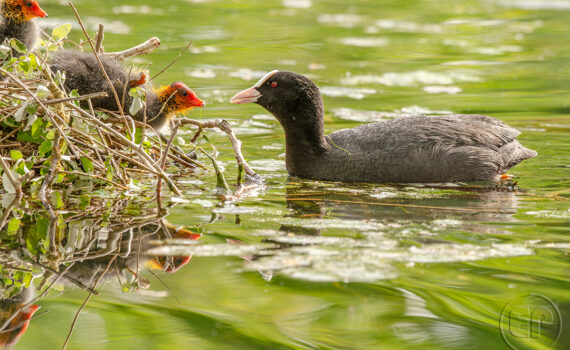 C'EST LE PRINTEMPS Au Bois de Boulogne 07