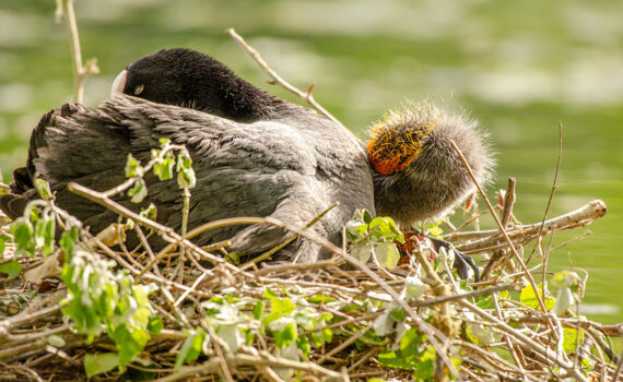 C'EST LE PRINTEMPS Au Bois de Boulogne 08