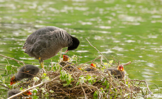 C'EST LE PRINTEMPS Au Bois de Boulogne 09