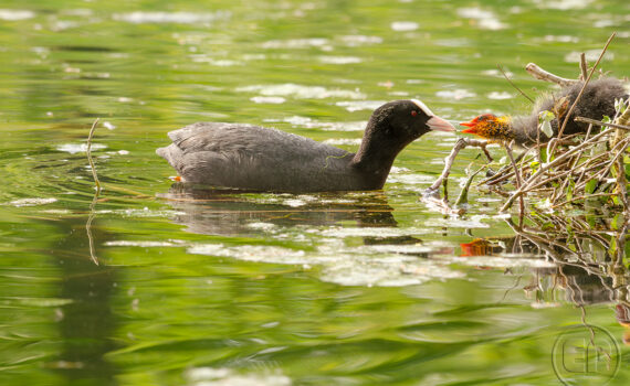 C'EST LE PRINTEMPS Au Bois de Boulogne 10