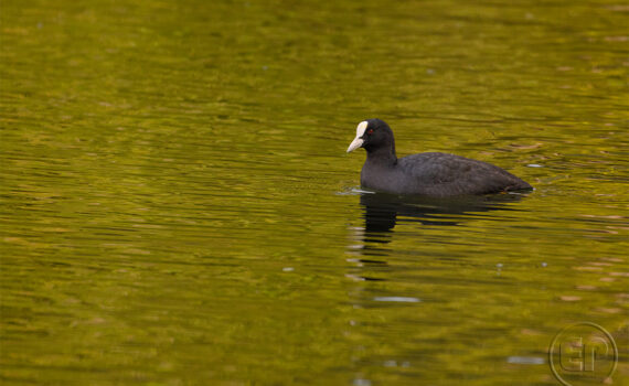OISEAUX Au Bois de Boulogne 01