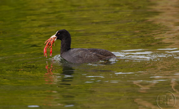 OISEAUX Au Bois de Boulogne 02